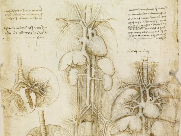 Анатомический атлас Леонардо да Винчи