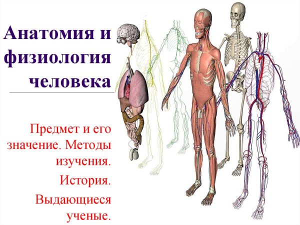 Физиология человека