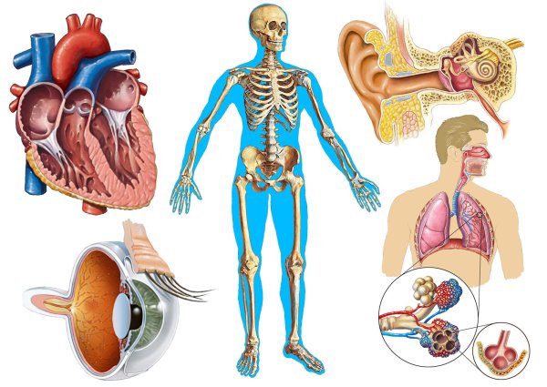 Организм человека