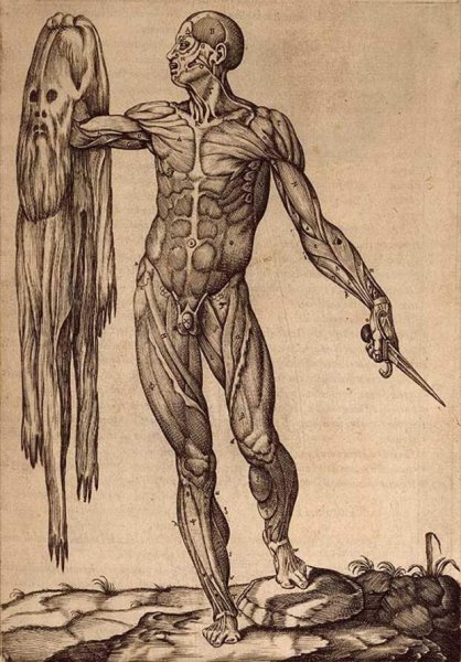 Андреас Везалий анатомические Гравюры