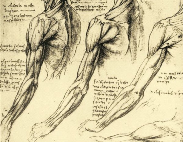Леонардо да Винчи мышцы человека