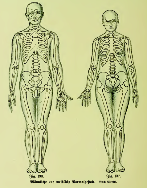 Рисунки по физиологии человека