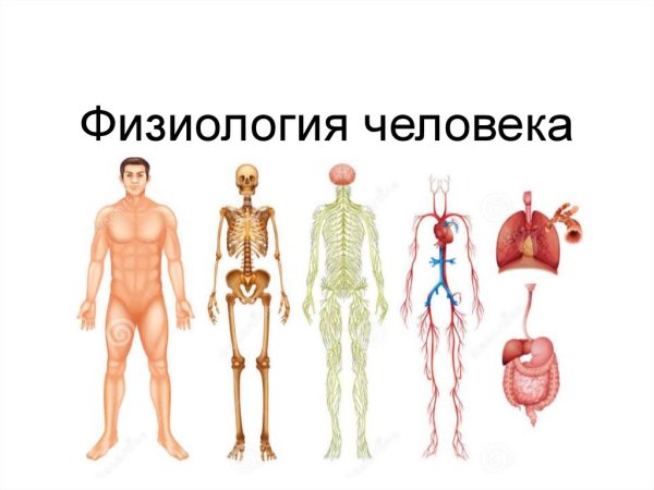 Физиология человека
