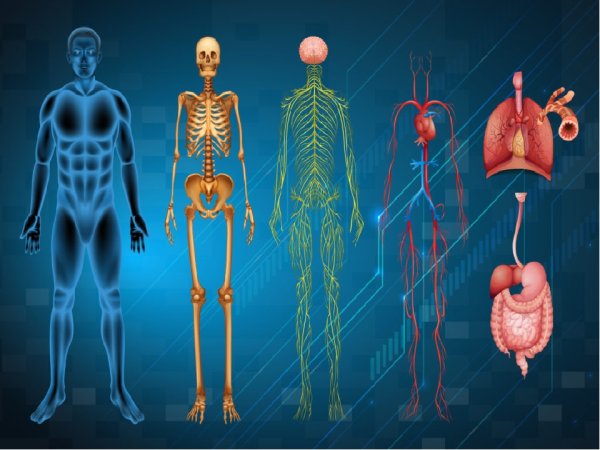 Организм человека
