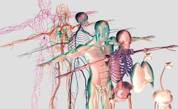 Анатомия и физиология