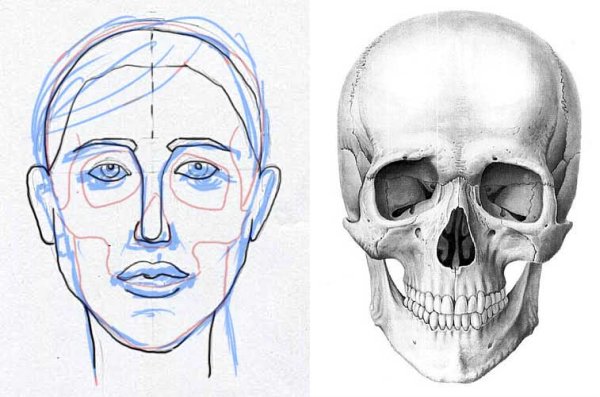 Пропорции черепа человека для художников