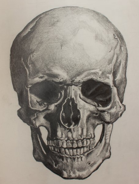 Академическое рисование черепа