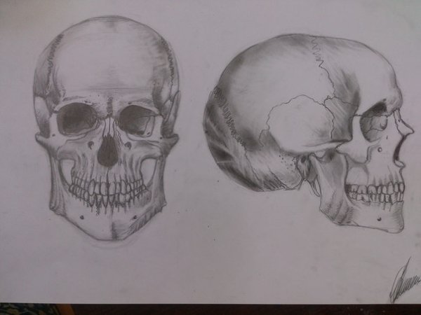 Череп человека анфас и профиль
