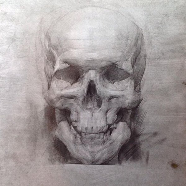 Череп Академия художеств Репина