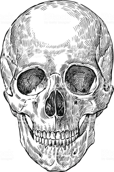 Проекция черепа человека