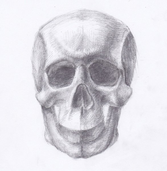 Череп рисунок карандашом