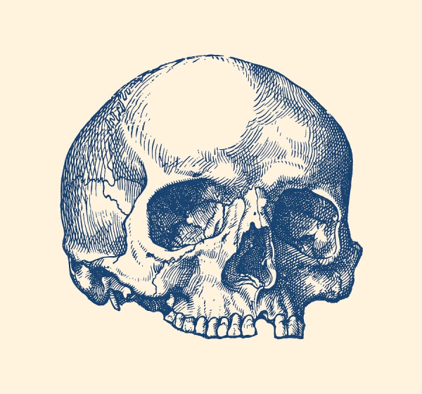 Череп упрощенный