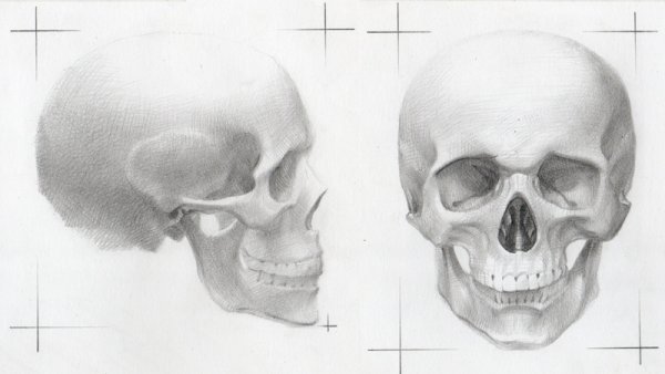 Череп Академический рисунок анфас
