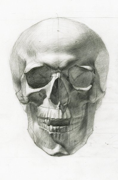 Академический череп человека анфас