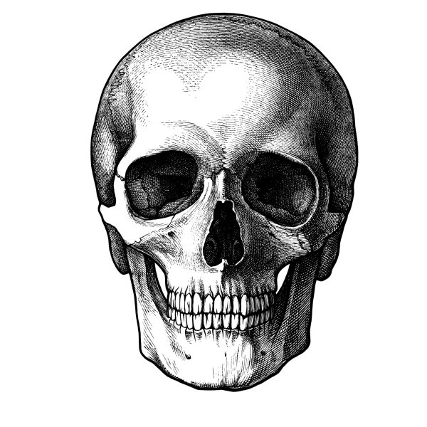 Череп для художников