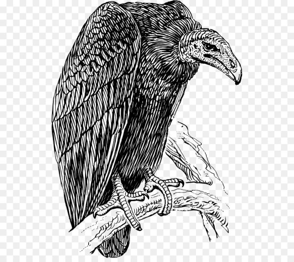 Хищные птицы черно белый