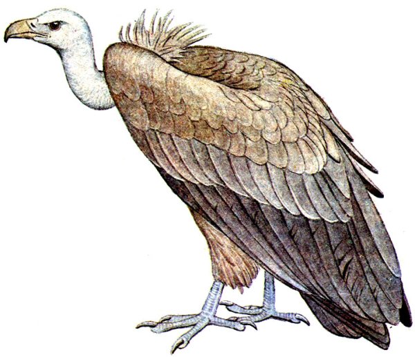 Гриф иллюстрация