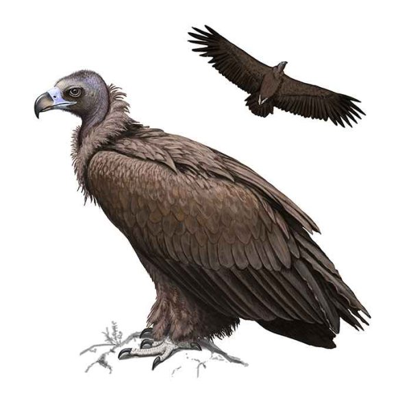 Гриф изображение