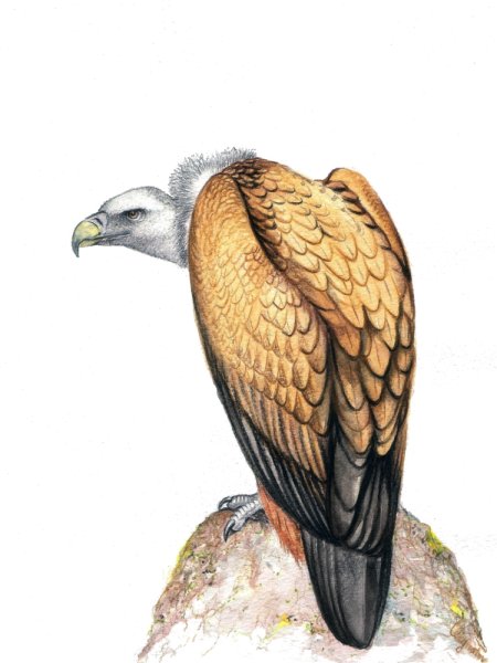 Нарисовать грифа