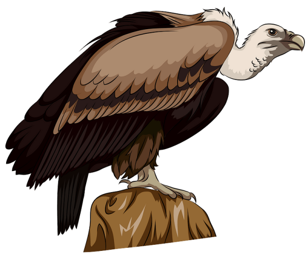 Стервятник вектор