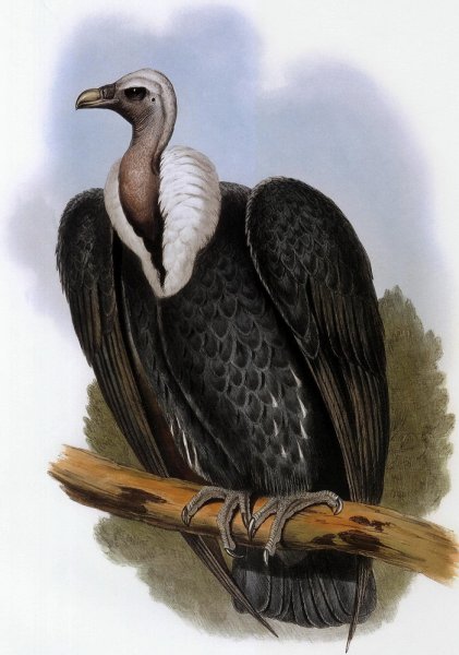 Стервятник Кондор