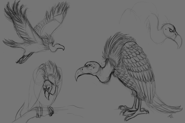 Стервятник рисунок