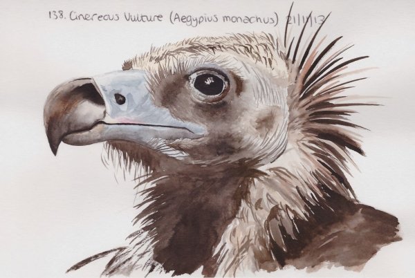 Стервятник карандашом