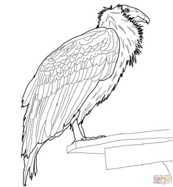 Раскраски калифорнийских кондоров