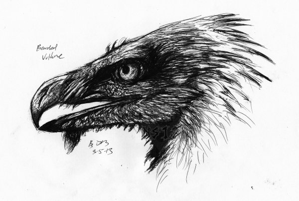 Стервятник эскиз