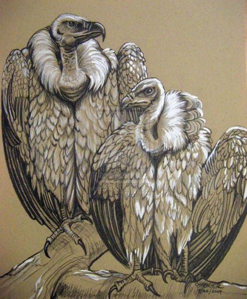 Гриф птица гравюра