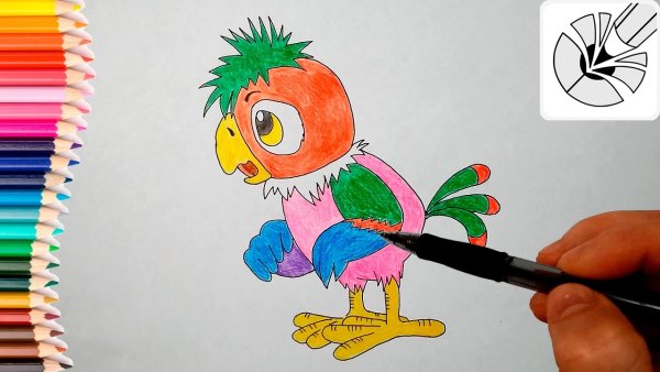 Попугай Кеша рисунок