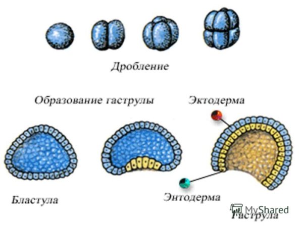 Бластула гаструла нейрула