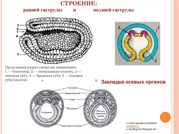 Гаструла гастроцель