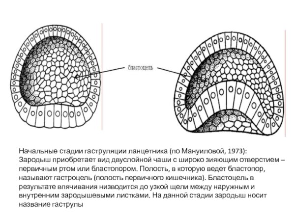 Эктодерма энтодерма мезодерма бластула гаструла
