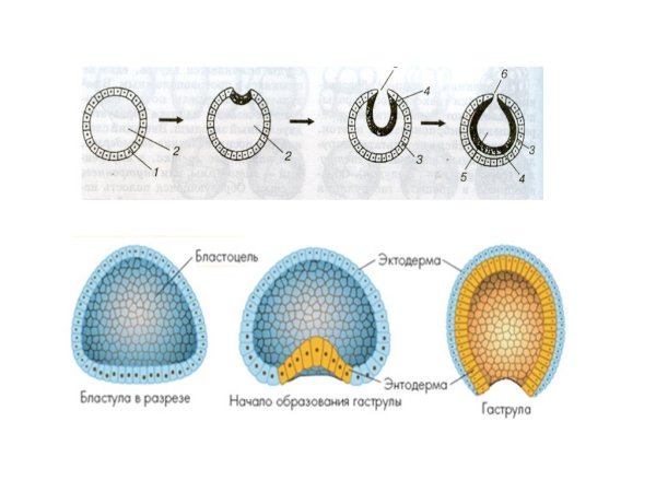 Гаструла лягушки эктодерма