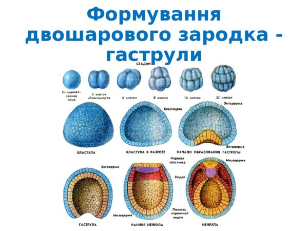 Ранняя гаструла лягушки препарат