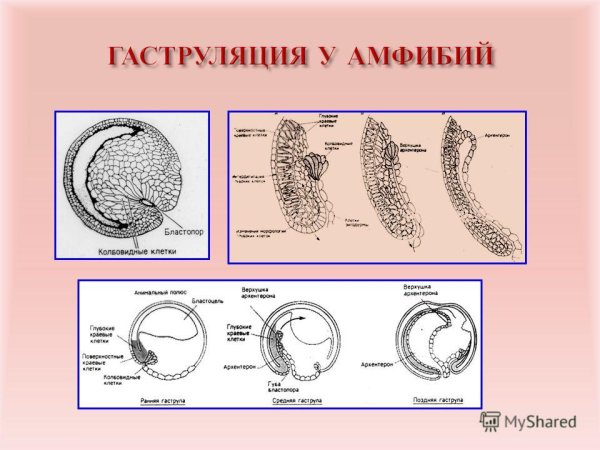 Бластула 2) гаструла 3) нейрула