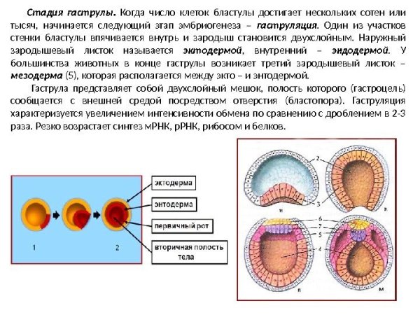 Бластопор первичный рот