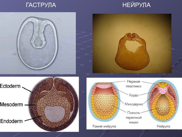 Зародышевые слои гаструлы