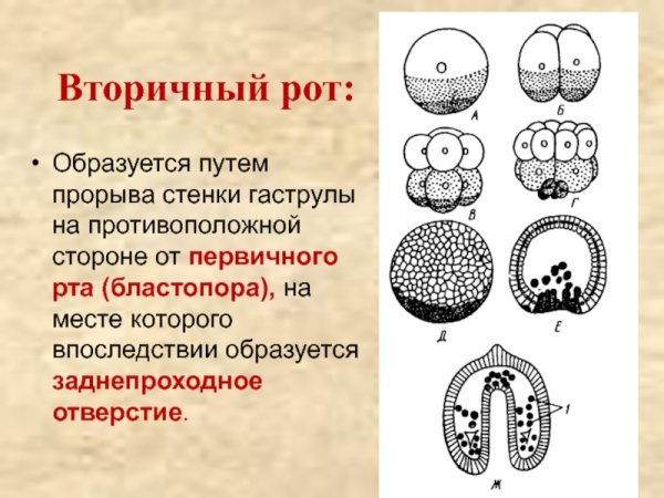 Гаструла гаструляция бластула нейрула