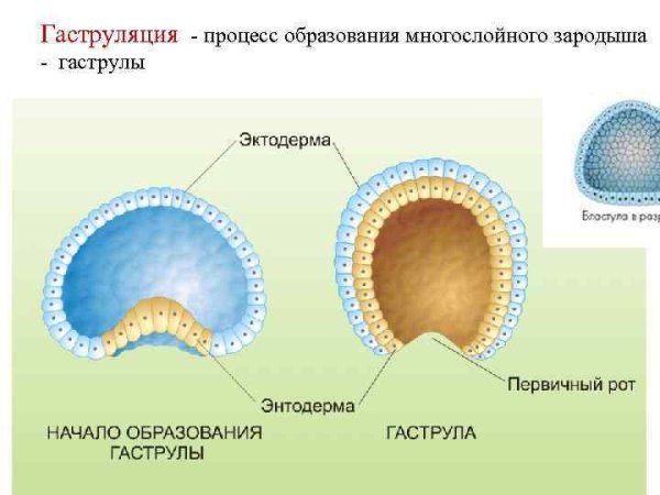 Эмбриогенез гаструла бластула