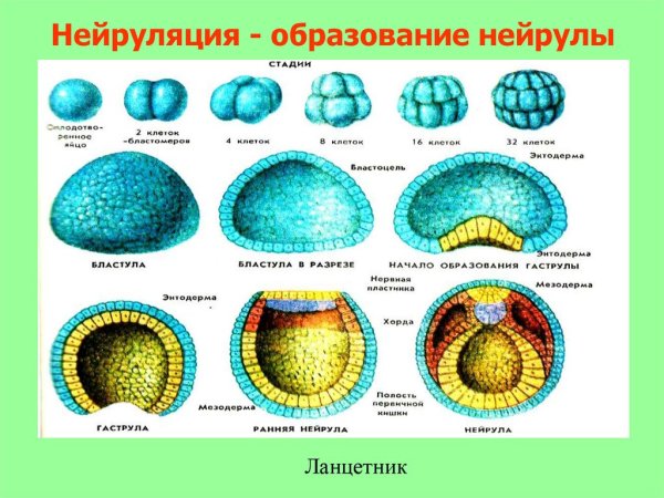 Гаструла это двухслойный зародыш