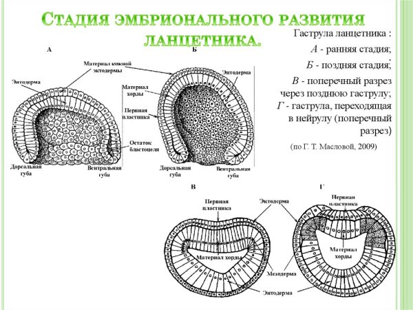 Дробление бластула гаструла нейрула таблица