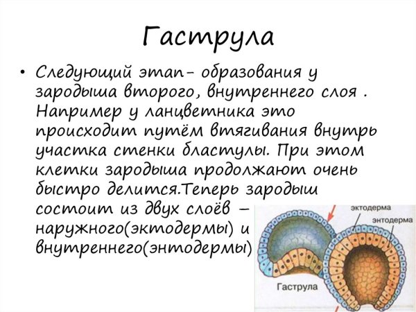 Зародышевые листки гаструлы