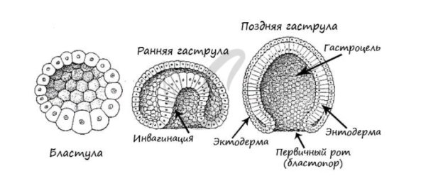 Бластула и бластоциста
