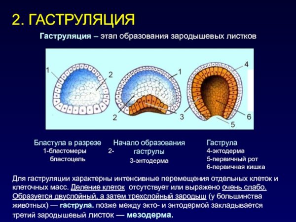 Инвагинация гаструляция