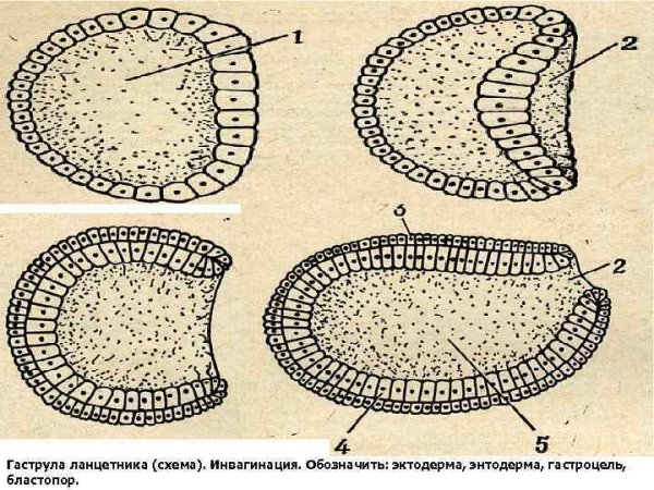 Морула нейрула гаструла