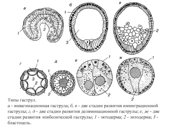 Этапы эмбрионального развития бластула гаструла