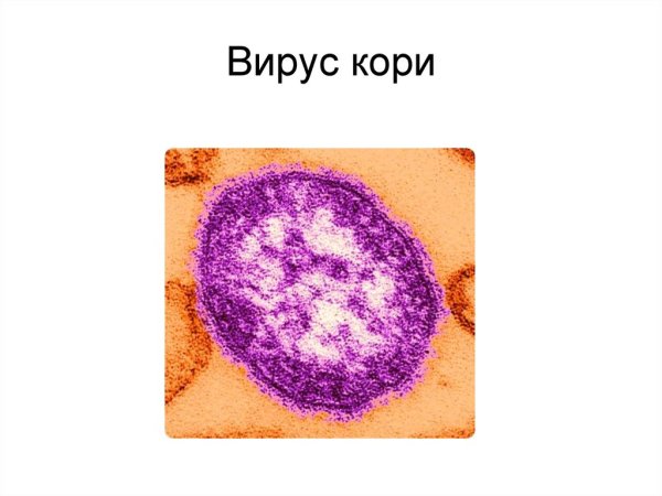 Корь морфология микробиология