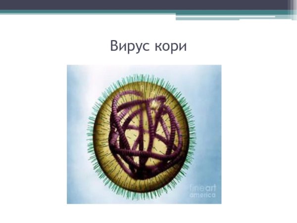 Вирус кори строение вируса